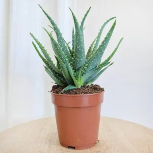 Aloes drzewiasty (Aloe arborescens) 30cm