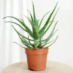 Aloes drzewiasty (Aloe arborescens) 35cm