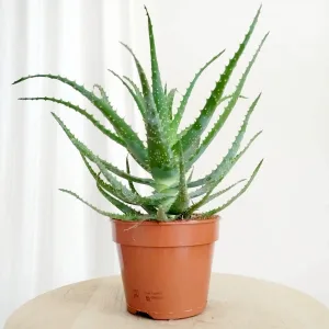 Aloes drzewiasty (Aloe arborescens) 35cm