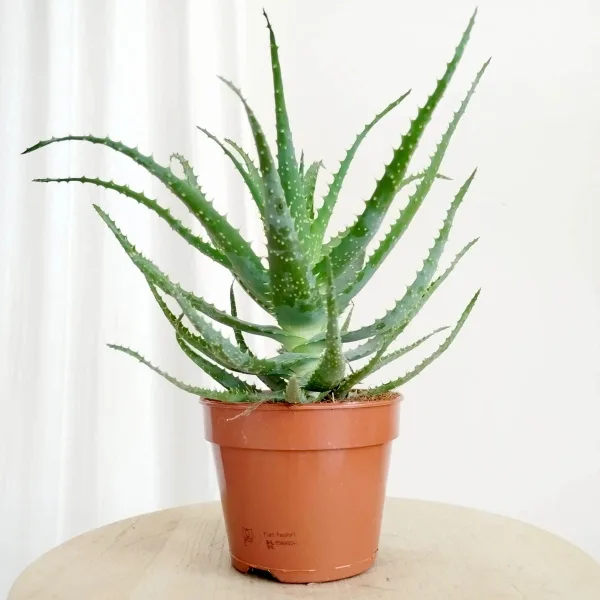 Aloes drzewiasty (Aloe arborescens) 35cm
