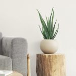 Aloes zwyczajny (Aloe vera barbadensis) 65cm