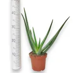 Aloes zwyczajny (Aloe barbadensis) 40cm