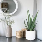 Aloes zwyczajny (Aloe vera barbadensis) 65cm