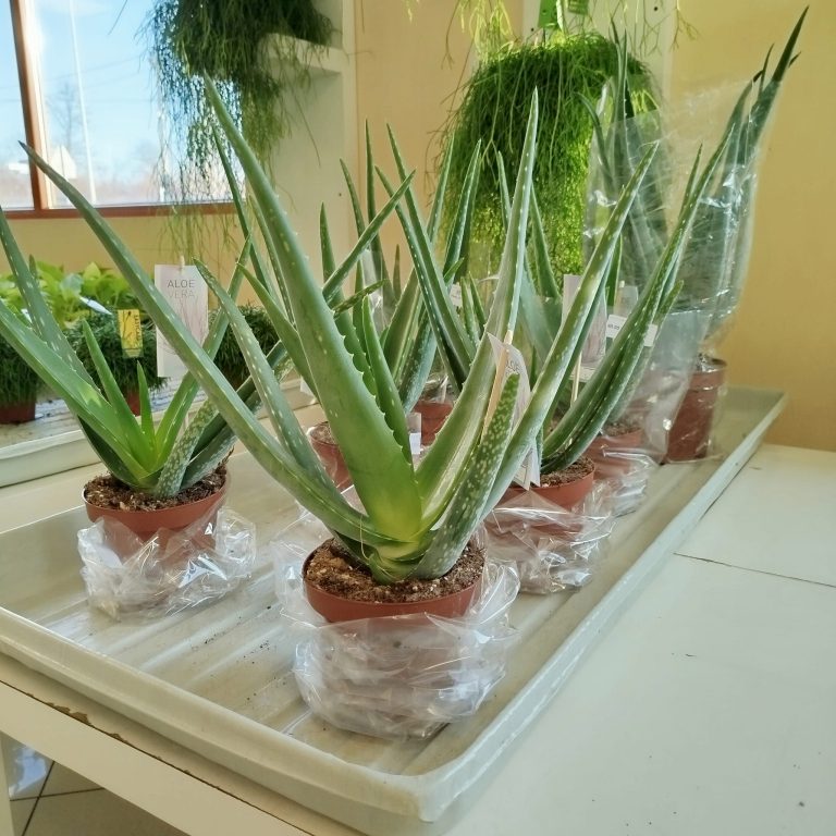 Aloes zwyczajny (Aloe vera barbadensis) 45cm
