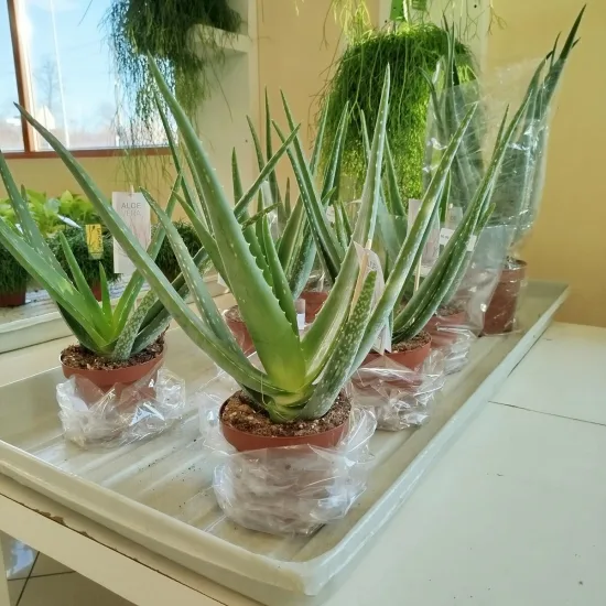 Aloes zwyczajny (Aloe barbadensis) 40cm