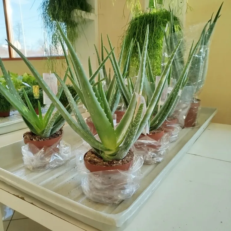 Aloes zwyczajny (Aloe barbadensis) 40cm