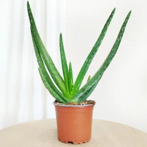 Aloes zwyczajny (Aloe vera barbadensis) 30cm