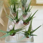 Aloes zwyczajny (Aloe barbadensis) 40cm