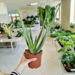 Aloes zwyczajny (Aloe vera barbadensis) 45cm