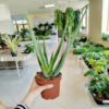 Aloes zwyczajny (Aloe barbadensis) 40cm
