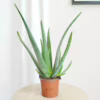 Aloes zwyczajny (Aloe vera barbadensis) 30cm Aloes zwyczajny (Aloe vera barbadensis) 30cm Aloes zwyczajny (Aloe vera barbadensis) 30cm Aloes zwyczajny (Aloe vera barbadensis) 30cm Aloes zwyczajny (Aloe vera barbadensis) 30cm Aloes zwyczajny (Aloe vera barbadensis) 30cm Aloes zwyczajny (Aloe vera barbadensis) 30cm Aloes zwyczajny (Aloe vera barbadensis) 30cm Aloes zwyczajny (Aloe vera barbadensis) 30cm Aloes zwyczajny (Aloe vera barbadensis) 30cm Aloes zwyczajny (Aloe vera barbadensis) 30cm Aloes zwyczajny (Aloe vera barbadensis) 30cm Aloes zwyczajny (Aloe vera barbadensis) 30cm Aloes zwyczajny (Aloe vera barbadensis) 30cm Aloes zwyczajny (Aloe vera barbadensis) 30cm Aloes zwyczajny (Aloe vera barbadensis) 30cm Aloes zwyczajny (Aloe vera barbadensis) 30cm Aloes zwyczajny (Aloe vera barbadensis) 30cm Aloes zwyczajny (Aloe vera barbadensis) 30cm Aloes zwyczajny (Aloe vera barbadensis) 30cm Aloes zwyczajny (Aloe vera barbadensis) 30cm Aloes zwyczajny (Aloe vera barbadensis) 30cm Aloes zwyczajny (Aloe vera barbadensis) 30cm Aloes zwyczajny (Aloe vera barbadensis) 45cm