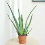 Aloes zwyczajny (Aloe vera barbadensis) 40cm