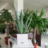 Aloes zwyczajny (Aloe vera barbadensis) 30cm Aloes zwyczajny (Aloe vera barbadensis) 30cm Aloes zwyczajny (Aloe vera barbadensis) 30cm Aloes zwyczajny (Aloe vera barbadensis) 30cm Aloes zwyczajny (Aloe vera barbadensis) 30cm Aloes zwyczajny (Aloe vera barbadensis) 30cm Aloes zwyczajny (Aloe vera barbadensis) 30cm Aloes zwyczajny (Aloe vera barbadensis) 30cm Aloes zwyczajny (Aloe vera barbadensis) 30cm Aloes zwyczajny (Aloe vera barbadensis) 30cm Aloes zwyczajny (Aloe vera barbadensis) 30cm Aloes zwyczajny (Aloe vera barbadensis) 30cm Aloes zwyczajny (Aloe vera barbadensis) 30cm Aloes zwyczajny (Aloe vera barbadensis) 30cm Aloes zwyczajny (Aloe vera barbadensis) 30cm Aloes zwyczajny (Aloe vera barbadensis) 30cm Aloes zwyczajny (Aloe vera barbadensis) 30cm Aloes zwyczajny (Aloe vera barbadensis) 30cm Aloes zwyczajny (Aloe vera barbadensis) 30cm Aloes zwyczajny (Aloe vera barbadensis) 30cm Aloes zwyczajny (Aloe vera barbadensis) 30cm Aloes zwyczajny (Aloe vera barbadensis) 30cm Aloes zwyczajny (Aloe vera barbadensis) 30cm Aloes zwyczajny (Aloe vera barbadensis) 45cm