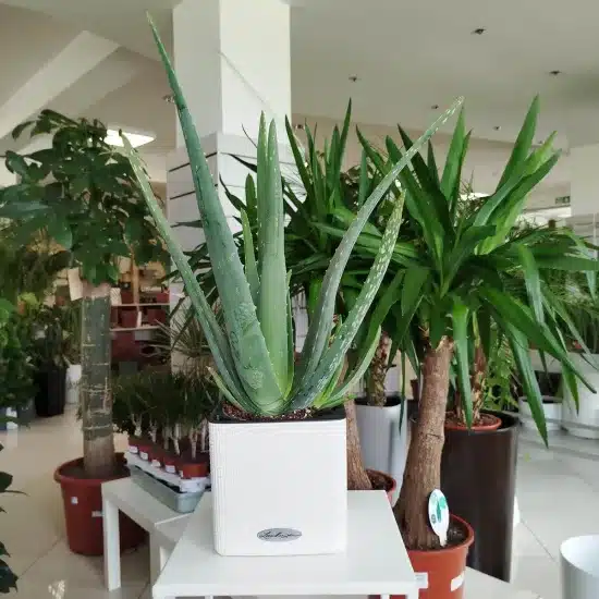 Aloes zwyczajny (Aloe vera barbadensis) 30cm Aloes zwyczajny (Aloe vera barbadensis) 30cm Aloes zwyczajny (Aloe vera barbadensis) 30cm Aloes zwyczajny (Aloe vera barbadensis) 30cm Aloes zwyczajny (Aloe vera barbadensis) 30cm Aloes zwyczajny (Aloe vera barbadensis) 30cm Aloes zwyczajny (Aloe vera barbadensis) 30cm Aloes zwyczajny (Aloe vera barbadensis) 30cm Aloes zwyczajny (Aloe vera barbadensis) 30cm Aloes zwyczajny (Aloe vera barbadensis) 30cm Aloes zwyczajny (Aloe vera barbadensis) 30cm Aloes zwyczajny (Aloe vera barbadensis) 30cm Aloes zwyczajny (Aloe vera barbadensis) 30cm Aloes zwyczajny (Aloe vera barbadensis) 30cm Aloes zwyczajny (Aloe vera barbadensis) 30cm Aloes zwyczajny (Aloe vera barbadensis) 30cm Aloes zwyczajny (Aloe vera barbadensis) 30cm Aloes zwyczajny (Aloe vera barbadensis) 30cm Aloes zwyczajny (Aloe vera barbadensis) 30cm Aloes zwyczajny (Aloe vera barbadensis) 30cm Aloes zwyczajny (Aloe vera barbadensis) 30cm Aloes zwyczajny (Aloe vera barbadensis) 30cm Aloes zwyczajny (Aloe vera barbadensis) 30cm Aloes zwyczajny (Aloe vera barbadensis) 45cm