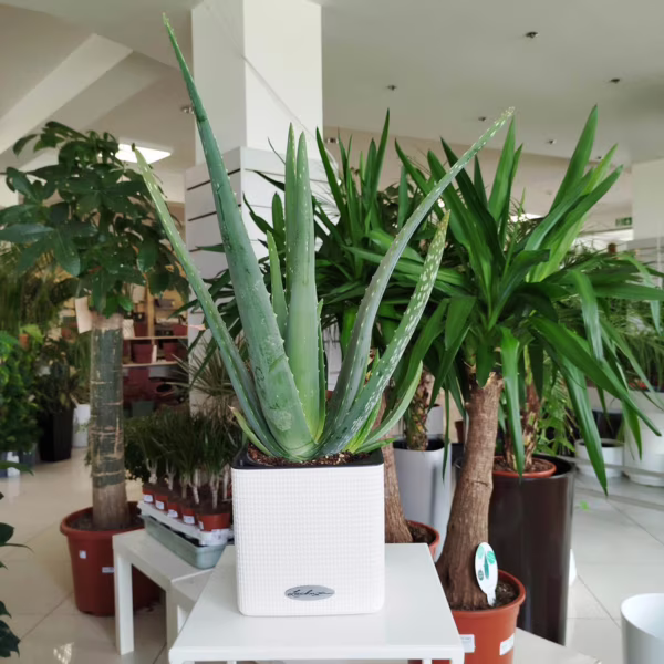 Aloes zwyczajny (Aloe vera barbadensis) 40cm