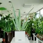 Aloes zwyczajny (Aloe vera barbadensis) 40cm