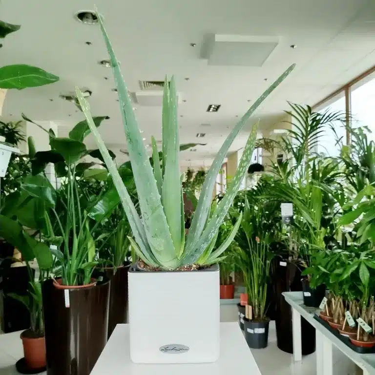 Aloes zwyczajny (Aloe vera barbadensis) 40cm