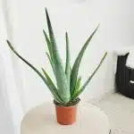 Aloes zwyczajny (Aloe vera barbadensis) 40cm
