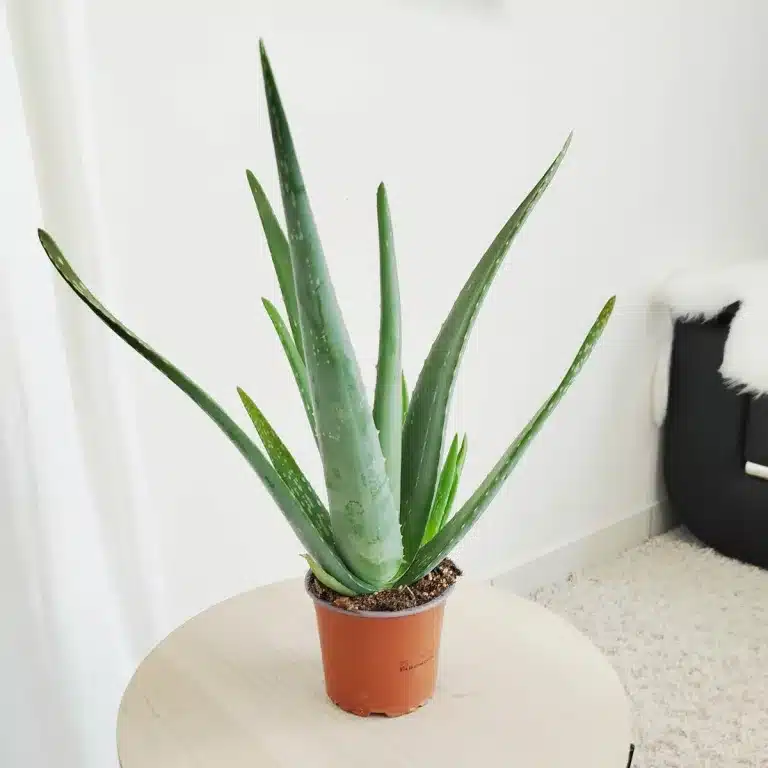 Aloes zwyczajny (Aloe vera barbadensis) 40cm