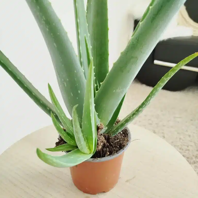 Aloes zwyczajny (Aloe vera barbadensis) 40cm