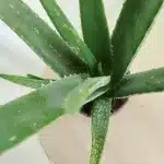 Aloes zwyczajny (Aloe vera barbadensis) 40cm