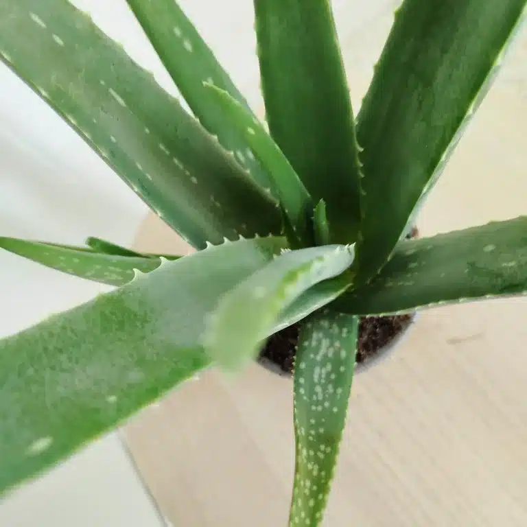 Aloes zwyczajny (Aloe vera barbadensis) 40cm