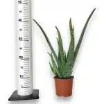 Aloes zwyczajny (Aloe vera barbadensis) 40cm