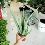 Aloes zwyczajny (Aloe vera barbadensis) 40cm