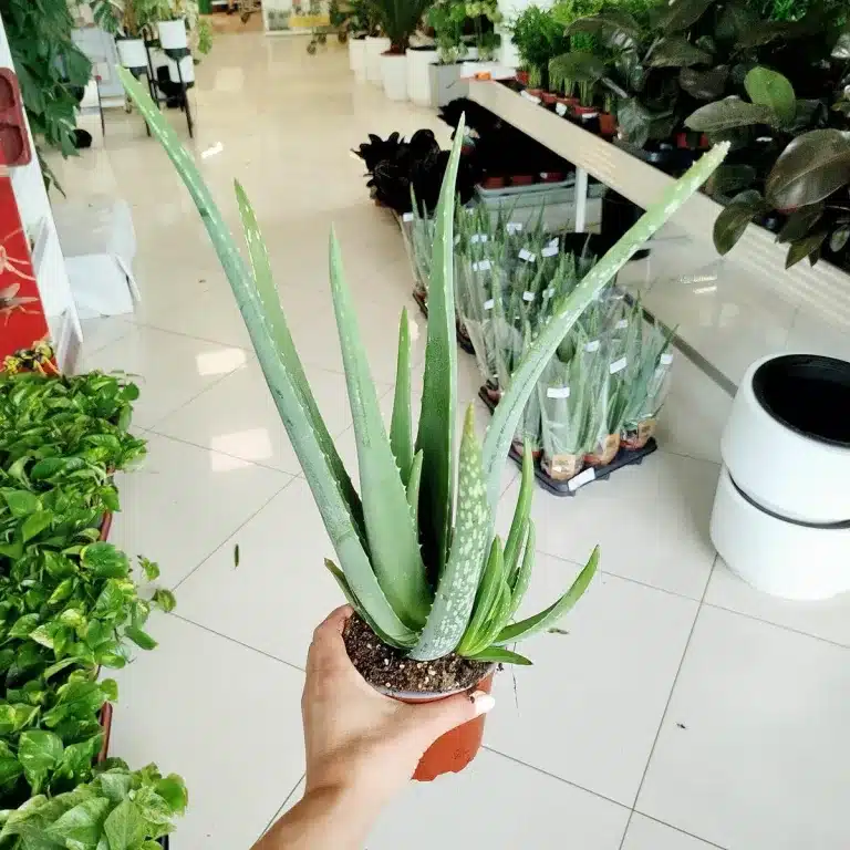 Aloes zwyczajny (Aloe vera barbadensis) 40cm