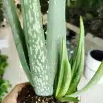 Aloes zwyczajny (Aloe vera barbadensis) 40cm