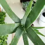 Aloes zwyczajny (Aloe vera barbadensis) 40cm