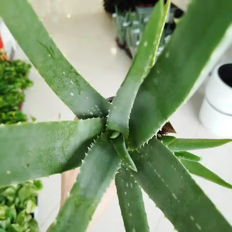 Aloes zwyczajny (Aloe vera barbadensis) 40cm