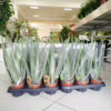 Aloes zwyczajny (Aloe vera barbadensis) 30cm Aloes zwyczajny (Aloe vera barbadensis) 30cm Aloes zwyczajny (Aloe vera barbadensis) 30cm Aloes zwyczajny (Aloe vera barbadensis) 30cm Aloes zwyczajny (Aloe vera barbadensis) 30cm Aloes zwyczajny (Aloe vera barbadensis) 30cm Aloes zwyczajny (Aloe vera barbadensis) 30cm Aloes zwyczajny (Aloe vera barbadensis) 30cm Aloes zwyczajny (Aloe vera barbadensis) 30cm Aloes zwyczajny (Aloe vera barbadensis) 30cm Aloes zwyczajny (Aloe vera barbadensis) 30cm Aloes zwyczajny (Aloe vera barbadensis) 30cm Aloes zwyczajny (Aloe vera barbadensis) 30cm Aloes zwyczajny (Aloe vera barbadensis) 30cm Aloes zwyczajny (Aloe vera barbadensis) 30cm Aloes zwyczajny (Aloe vera barbadensis) 30cm Aloes zwyczajny (Aloe vera barbadensis) 30cm Aloes zwyczajny (Aloe vera barbadensis) 30cm Aloes zwyczajny (Aloe vera barbadensis) 30cm Aloes zwyczajny (Aloe vera barbadensis) 30cm Aloes zwyczajny (Aloe vera barbadensis) 30cm Aloes zwyczajny (Aloe vera barbadensis) 30cm Aloes zwyczajny (Aloe vera barbadensis) 30cm Aloes zwyczajny (Aloe vera barbadensis) 45cm