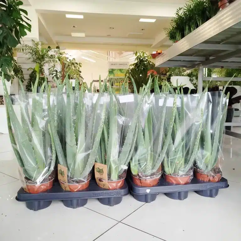 Aloes zwyczajny (Aloe vera barbadensis) 40cm