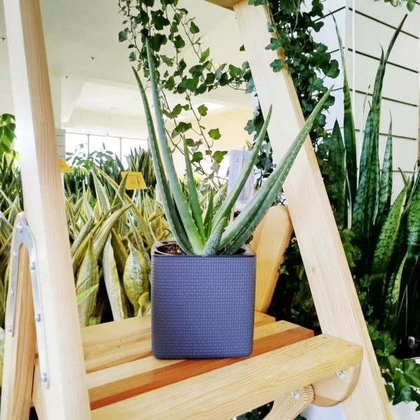 [TEST] Aloes zwyczajny (Aloe barbadensis) 35-45cm (Kopia)