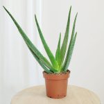 Aloes zwyczajny (Aloe vera barbadensis) 45cm