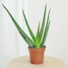 Aloes zwyczajny (Aloe barbadensis) 40cm