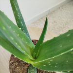 Aloes zwyczajny (Aloe vera barbadensis) 45cm