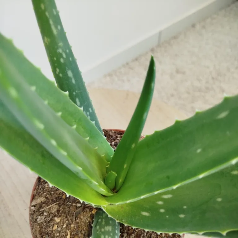 Aloes zwyczajny (Aloe barbadensis) 40cm