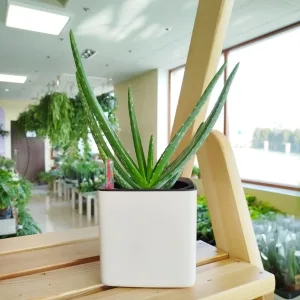 Aloes zwyczajny (Aloe vera barbadensis) 30cm