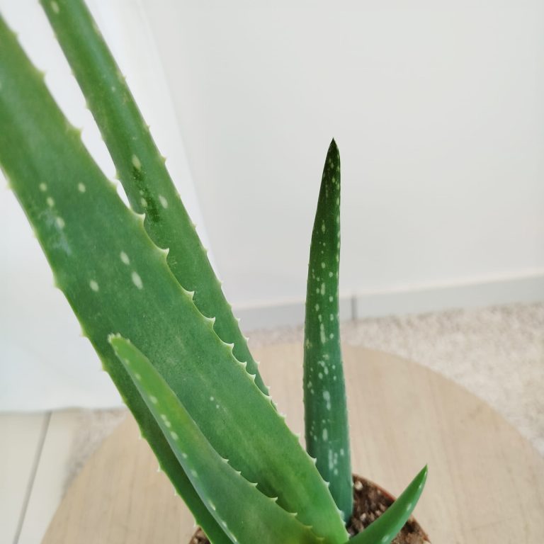 Aloes zwyczajny (Aloe vera barbadensis) 45cm
