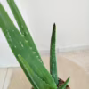 Aloes zwyczajny (Aloe barbadensis) 40cm