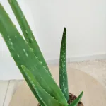 Aloes zwyczajny (Aloe barbadensis) 40cm