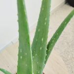 Aloes zwyczajny (Aloe vera barbadensis) 45cm