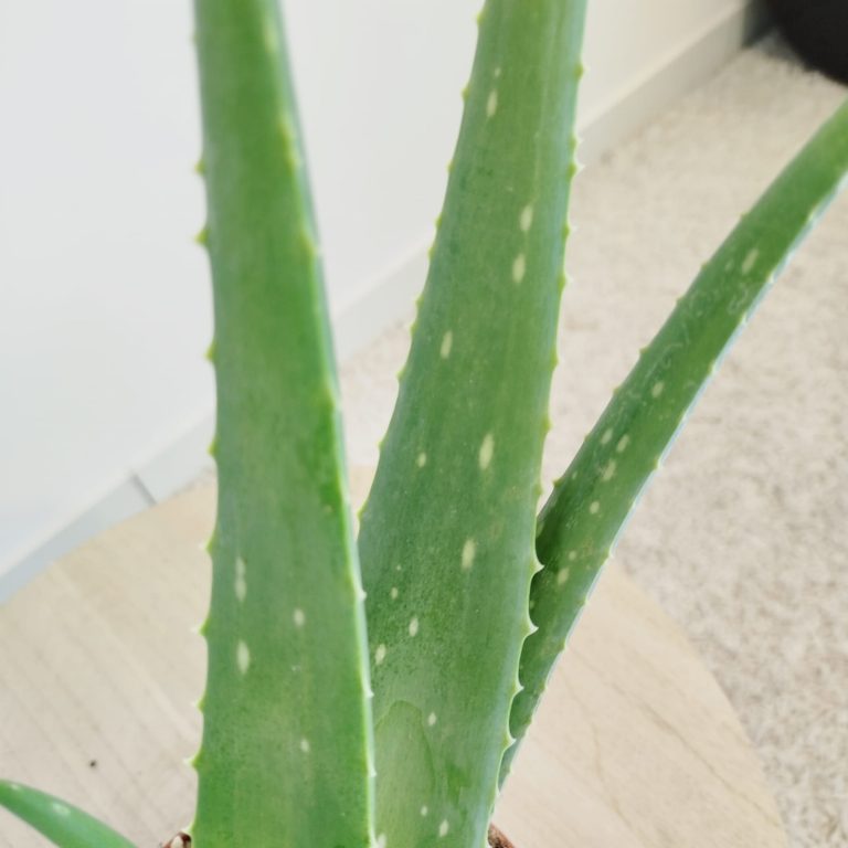 Aloes zwyczajny (Aloe vera barbadensis) 45cm