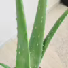 Aloes zwyczajny (Aloe barbadensis) 40cm