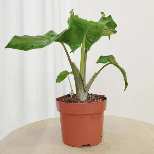 Alokazja (Alocasia 'Low Rider') 30cm