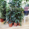 Fikus wierzbolistny (Ficus binnenijkii ‘Amstel King’) 100-110cm