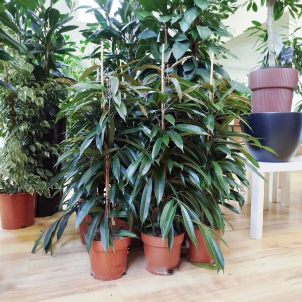 Fikus wierzbolistny (Ficus binnenijkii 'Amstel King') 100-110cm