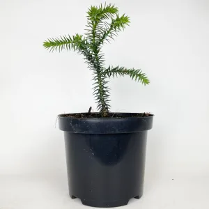 Araukaria chilijska- małpie drzewo (Araucaria araucana) 30cm